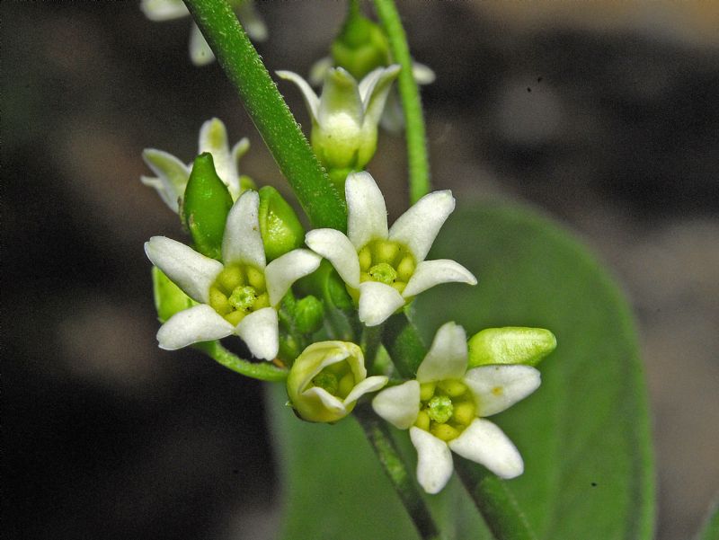 Vincetoxicum hirundinaria, Apocynaceae